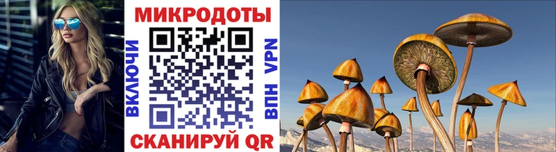 Псилоцибиновые грибы Psilocybe  Чёрмоз 